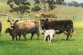 Property photo of 295 Gould Road Currency Creek SA 5214