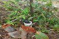 Property photo of 799 Davidson Road Euramo QLD 4854