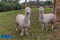Property photo of 23 Sublime Glade Carramar WA 6031