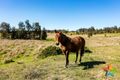 Property photo of 1907 Ipswich-Boonah Road Washpool QLD 4306