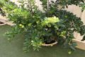 Property photo of 10C Ash Mews Collie WA 6225