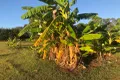 Property photo of 173 Atc Hall Road North Isis QLD 4660