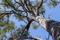 Property photo of 14/91 Strive Loop Girrawheen WA 6064