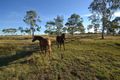 Property photo of 34 Nicholson Road Alton Downs QLD 4702
