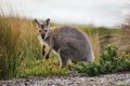 Property photo of 94 Flagstaff Gully Road Lindisfarne TAS 7015