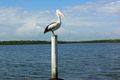 Property photo of 79 Bellanboe Circuit Pelican Waters QLD 4551