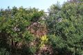 Property photo of 25 Wonga Road Cremorne NSW 2090