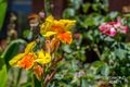 Property photo of 11 Lefroy Street Gingin WA 6503