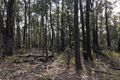 Property photo of Stirrup Iron Road Briagolong VIC 3860