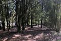 Property photo of 58 Gardner Street Beech Forest VIC 3237