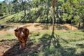 Property photo of 426 England Creek Road England Creek QLD 4306
