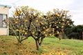 Property photo of 173 Shaws Road South Forest TAS 7330