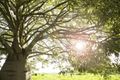 Property photo of 57 Beazley Circuit Bridgeman Downs QLD 4035