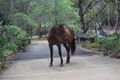 Property photo of 874 McIntosh Creek Road Calico Creek QLD 4570