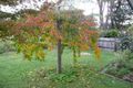Property photo of 15 Thompson Street Lawson NSW 2783
