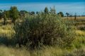 Property photo of 8942 Come By Chance Road Pilliga NSW 2388