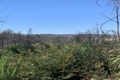 Property photo of 366 Corang Post Office Road Oallen NSW 2622