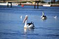 Property photo of 11C Symonds Street Queenscliff VIC 3225
