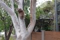 Property photo of 4/1 Waterfall Terrace Burnside SA 5066