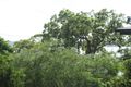 Property photo of 30 Tukkeri Street Macleay Island QLD 4184