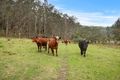 Property photo of 1341A Putty Valley Road Putty NSW 2330