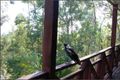 Property photo of 53-61 Vonda Youngman Drive Tamborine QLD 4270