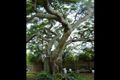 Property photo of 19 Mountainview Place Glass House Mountains QLD 4518
