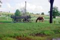 Property photo of 276 Ipswich-Boonah Road Purga QLD 4306