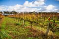 Property photo of 78 Gribble Circuit Vasse WA 6280