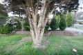 Property photo of 8 Vergess Court Ringwood VIC 3134