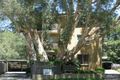Property photo of 8/6 Grafton Crescent Dee Why NSW 2099