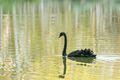 Property photo of 9 Curtis Court Little Mountain QLD 4551