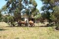 Property photo of 146 Parke Avenue Sunshine Acres QLD 4655