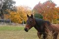 Property photo of 442 Timor Road Coonabarabran NSW 2357