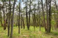 Property photo of 935 Buttermans Track Christmas Hills VIC 3775