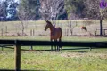 Property photo of 28 Roches Road Trafalgar VIC 3824