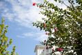 Property photo of 501/50 Peninsula Drive Breakfast Point NSW 2137