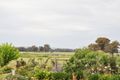 Property photo of 1553 Chiltern-Rutherglen Road Rutherglen VIC 3685