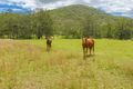 Property photo of 522 Thornside Road Widgee QLD 4570