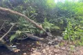 Property photo of 173 Knodingbul Forest Road Mount George NSW 2424