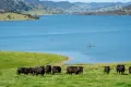 Property photo of 1523 Murray River Road Talgarno VIC 3691