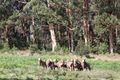 Property photo of 111 Swallow Road Kentdale WA 6333