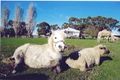 Property photo of 128 H Robilliards Road Timboon VIC 3268