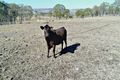 Property photo of 176 McNally Road Greenmount QLD 4359