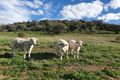 Property photo of 24 Cavalry Line Road Glenbawn NSW 2337