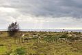 Property photo of 942 Geographe Bay Road Geographe WA 6280