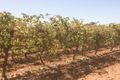 Property photo of 17 Elephant Trunk Road Cobdogla SA 5346