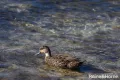 Property photo of 9 Casuarina Close Burrill Lake NSW 2539