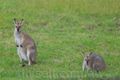 Property photo of 18 Windred Lane Conondale QLD 4552