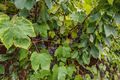 Property photo of 42 Regent Street Sandy Bay TAS 7005